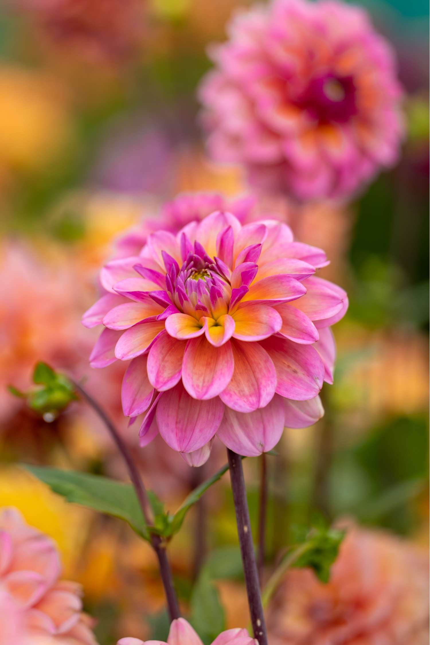 Dahlia 'Great Silence'